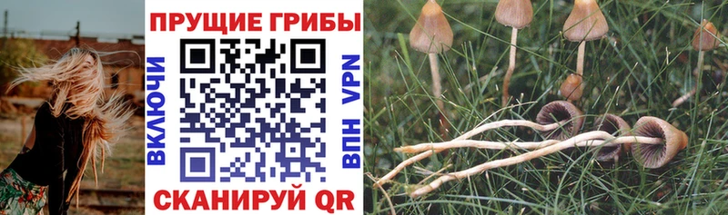 Псилоцибиновые грибы мухоморы Новоалтайск